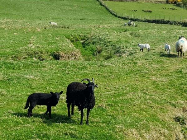 Schafe auf der Wiese - Schtze Irlands