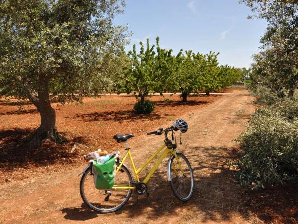 Italien - Apulien - Radweg mit Olivenbumen