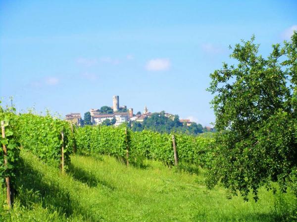 Piemont - Weinstcke in Barolo