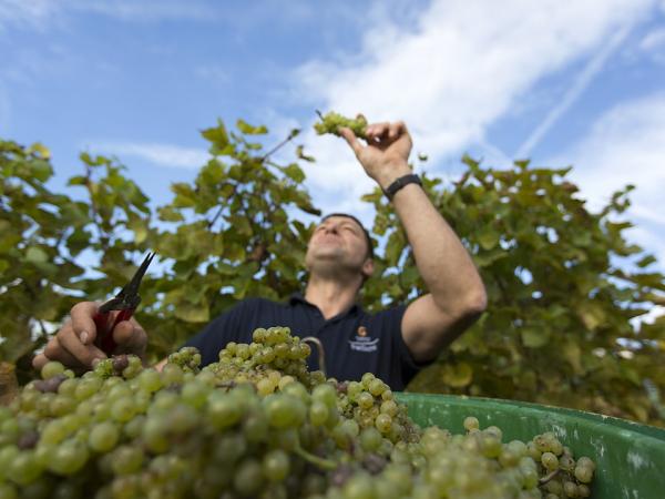 Winegrower in Hagnau