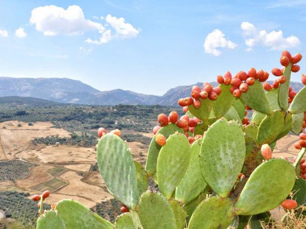 Landschaft beim Dorf Ronda in Andalusien