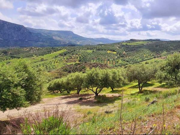 Olivenbume auf Kreta