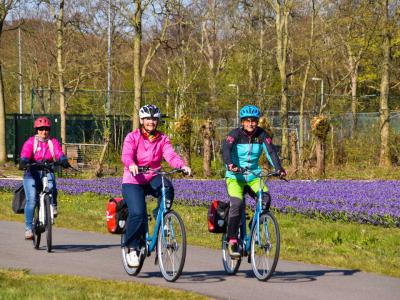 Cyclists in a tulip field