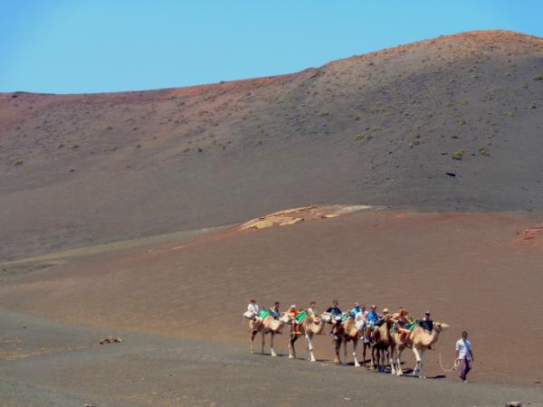 Camels at Timanfaya Nationalpark