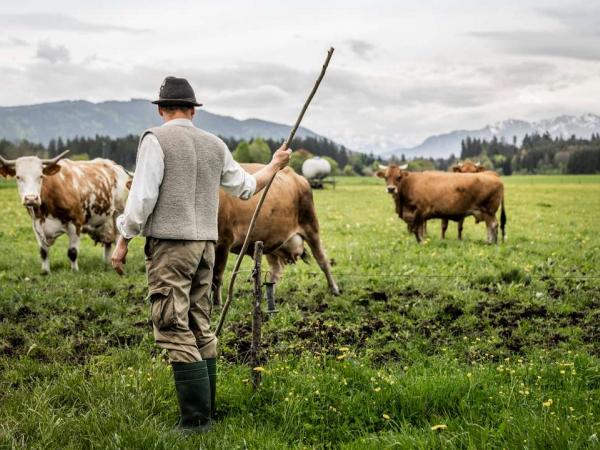 Farmer with cows near Bad Tlz