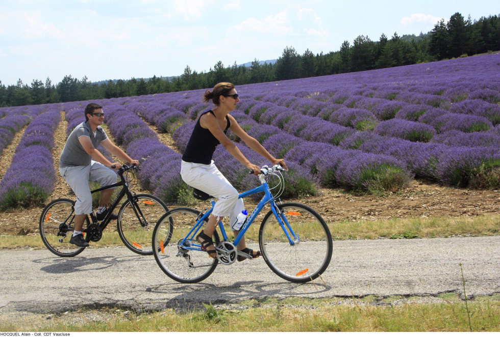Radfahrer beim Lavendelfeld in der Provence