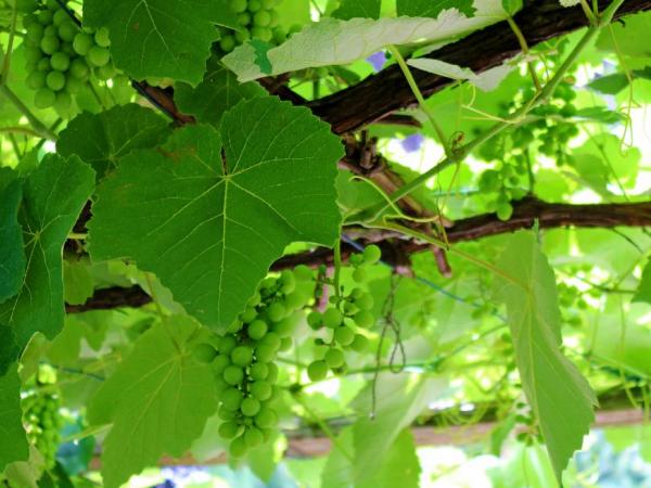 Weinreben mit Trauben