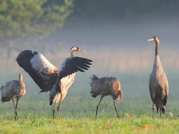 Kraniche im Mritz Nationalpark