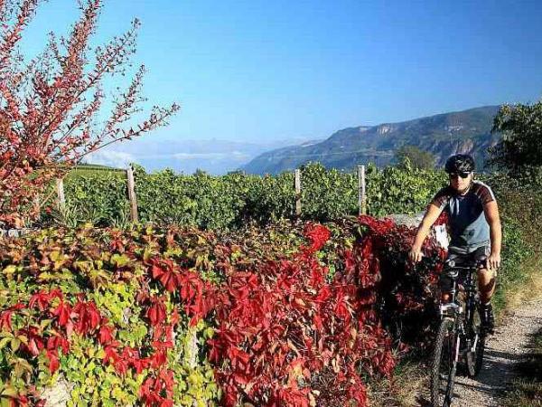 Radfahrer in den Weinbergen am Bodensee