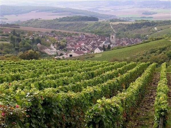 Weinberge Burgund