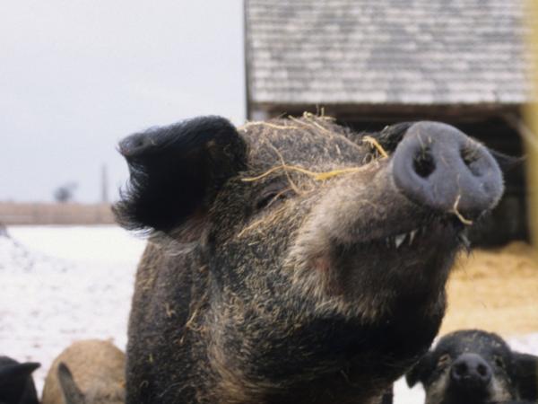 Mangalitza pig