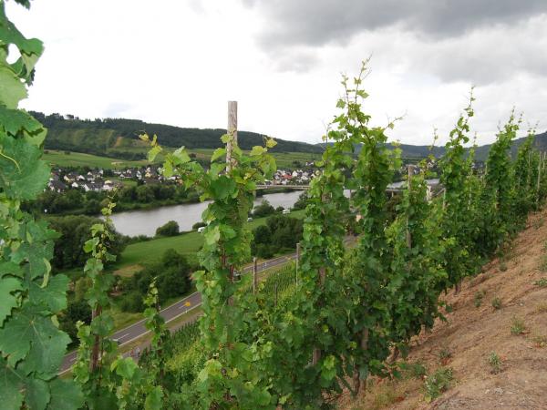 Weinberge an der Mosel