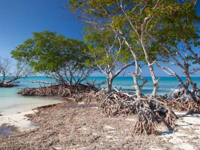 Playa Acon - Mangroves at caribbean seashore