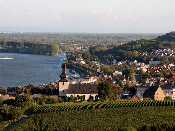 Blick auf Nierstein am Rhein