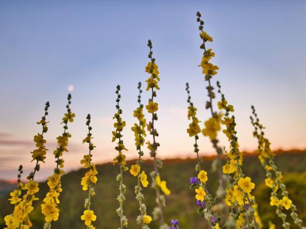 Blumen von Krka