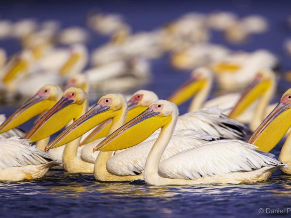 Pelikanschwarm im Wasser des Donaudeltas