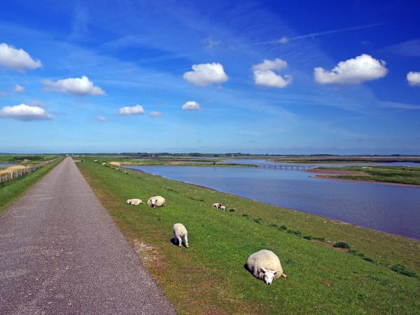 Schafe im Nationalpark Osterscheelde