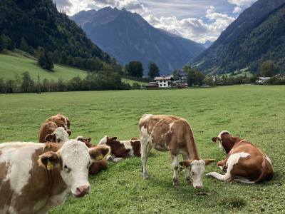 K�he im Fuschertal
