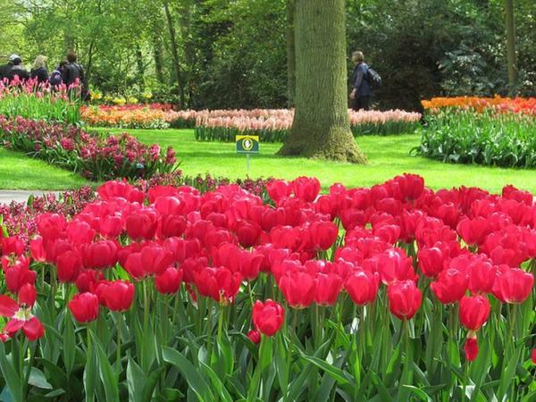 Keukenhof