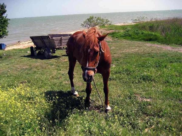 Pferd im Donaudelta