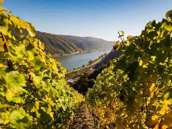 Weinlandschaft bei Oberwesel