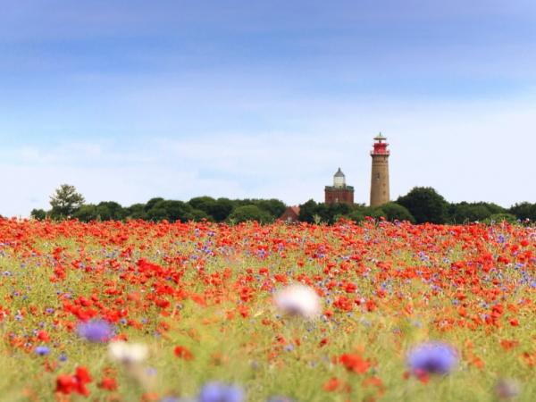 Flowers on Ruegen