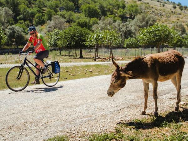 Biker with donkey
