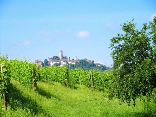 grapevines in Barolo