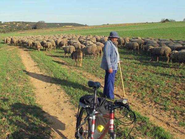 Hirte mit Schafherde am Wegesrand