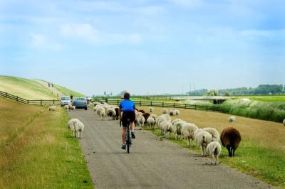 Radfahrer zwischen Schafen / cycling on a road with sheep