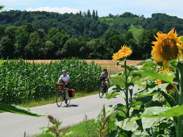 Radfahrer zwischen Sonnenblumen