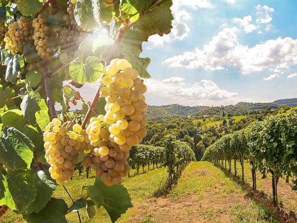 Weingrten in der Douro Region bei strahlend blauem Himmel