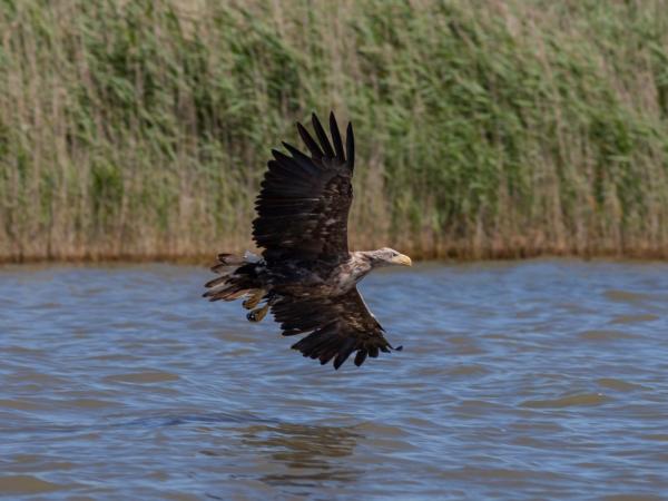 Seeadler - sea eagle