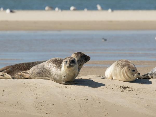 Seehunde auf Texel