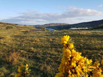 Wiese und Blumen - Sch?tze Irlands