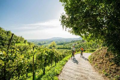 Cyclists in the vineyards