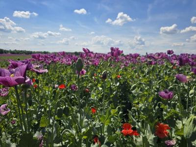 Blumenfeld im Mai