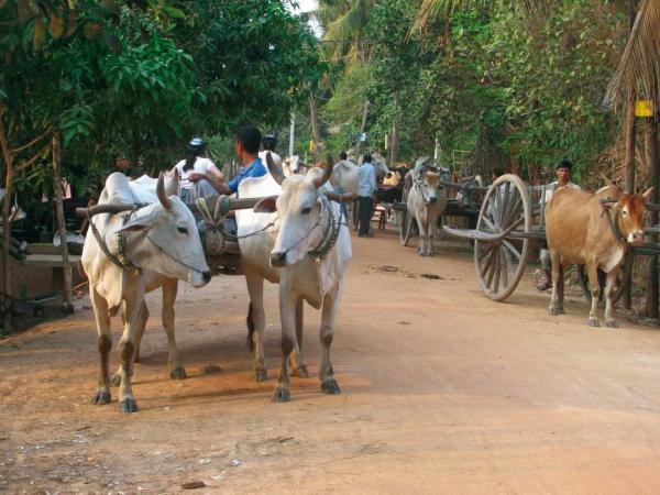 Von Khen gezogene, traditionelle Kutschen bei einer Radreise durch Vietnam