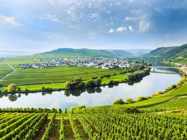 Mosel Weinanbau in voller Pracht