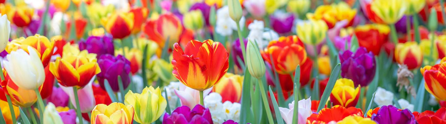 Tulpenfeld im Keukenhof | © RR Carina Ebchl