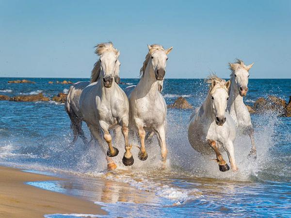 Weie Pferde in der Camargue