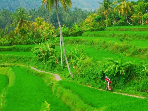 Radfahrer in den Reisfelder von Bali