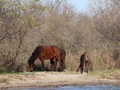 Wildpferde im Donaudelta