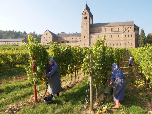 Weinlese im Kloster Bingen