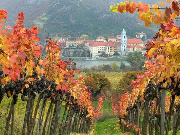 Weingrten in Rossatz mit Blick auf Drnstein / Wachau