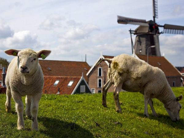 Schafe auf Texel