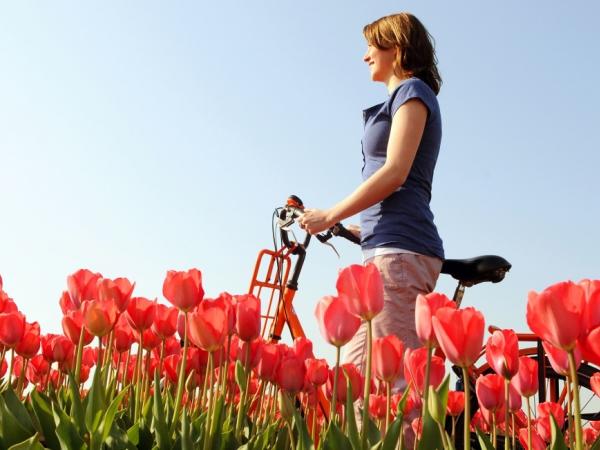 Red tulips