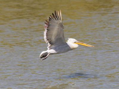 Donaudelta - Pelikan im Flug