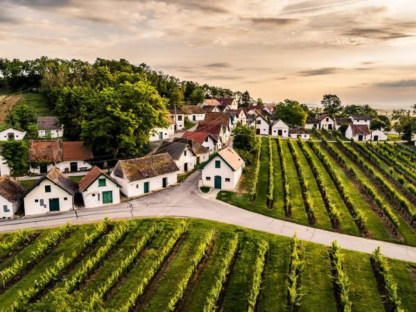 Galgenberg Kellergassen und Weinreben