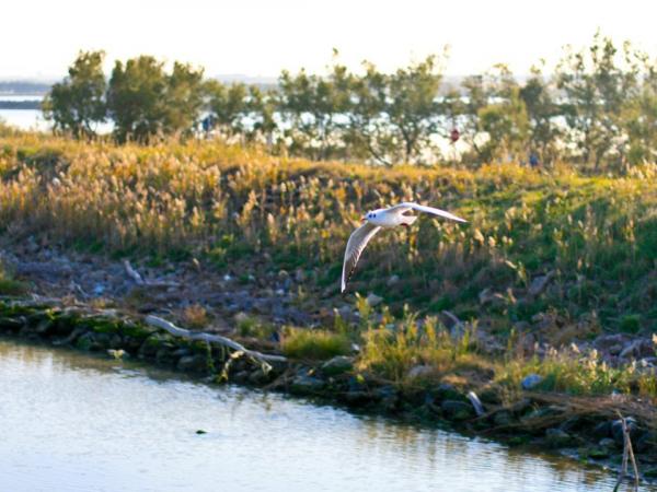 Po river scenery